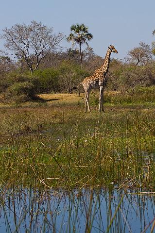 096 Okavango Delta, giraf.jpg